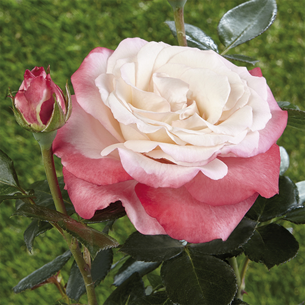 Flowerbed rose