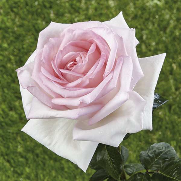 Park shrub rose