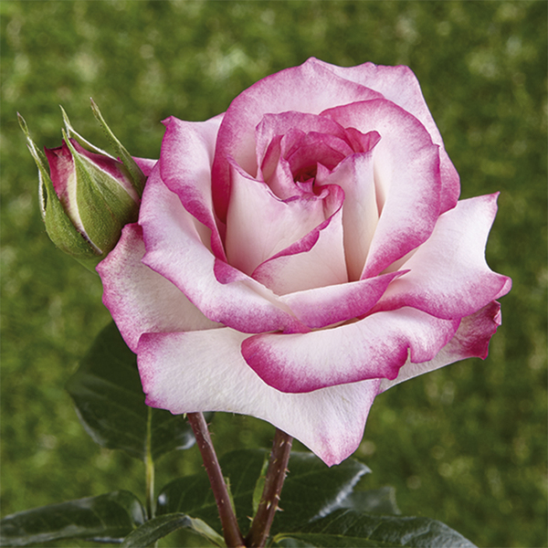 Climbing and rambling roses