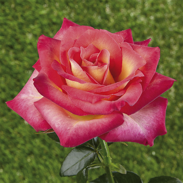Miniature / dwarf rose