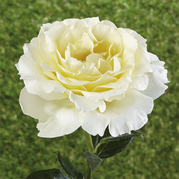 Groundcover roses
